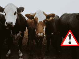 A partir de hoy, 2 de diciembre de 2025, los movilizadores de ganado bovino, bufalino, bisontes, ovino, caprino, porcino y aves deben cumplir con lo establecido en las disposiciones legales. UNSPLASH / CANVA