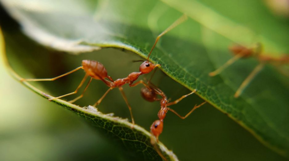 ¿Cuál es la medida que toman las crías de hormiga cuando están enfermas? UNSPLASH / MD_JERRY