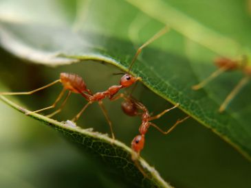 ¿Cuál es la medida que toman las crías de hormiga cuando están enfermas? UNSPLASH / MD_JERRY