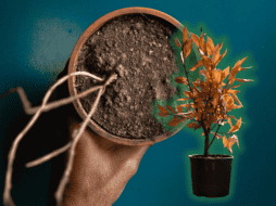 Conoce el truco eficaz para rescatar a tus plantas antes de secarse y devolverles su vitalidad. ESPECIAL/Unplash