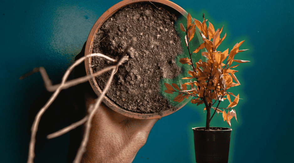 Conoce el truco eficaz para rescatar a tus plantas antes de secarse y devolverles su vitalidad. ESPECIAL/Unplash