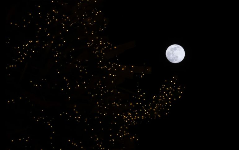 Este 2025 Navidalia espera recibir 100 mil asistentes los 23 días que se realizará el evento. EL INFORMADOR / J. Acosta