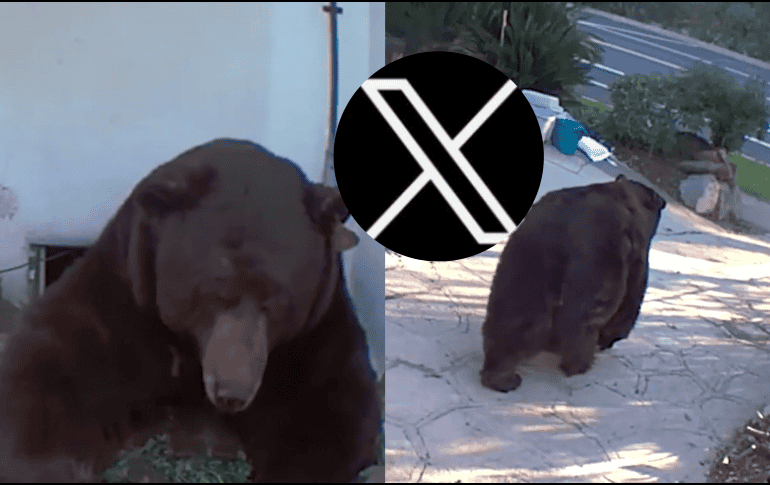 Vecinos han visto al oso deambulando por la zona del vecindario en Altadena, California, y lo han llamado Barry. X / @washingtonpost