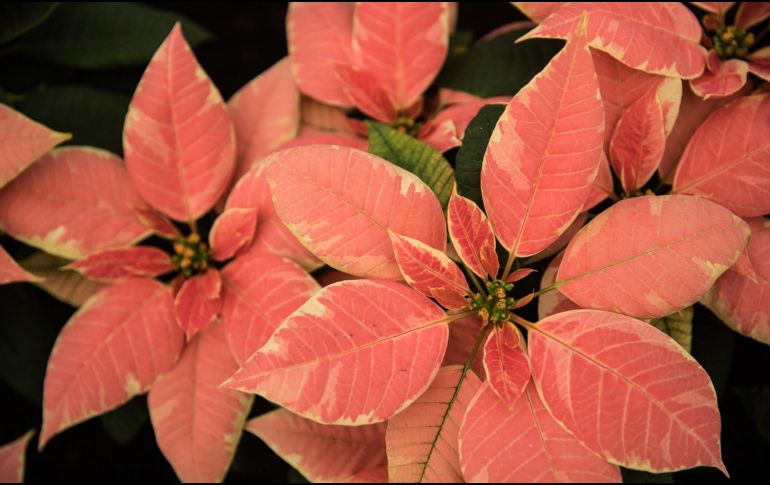 La Secretaría del Medio Ambiente brindó algunos consejos para el cuidado de las nochebuenas. SUN/ ARCHIVO