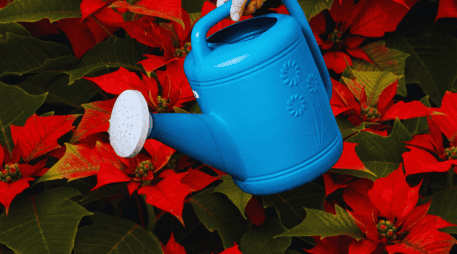 Las nochebuenas necesitan ser regadas cada tercer día, sólo trata de humedecer la tierra pero no llenes la maceta de agua. ESPECIAL / CANVA