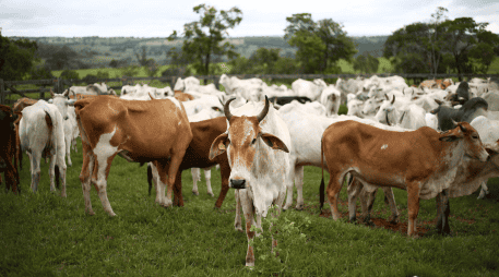 El grupo GCMA considera que el gobierno debe darle importancia a la grave situación, y proporcionar los recursos necesarios para la sanidad de los animales. CANVA