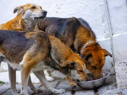 ¿Cómo proteger a los perros del gusano barrenador? UNSPLASH / A. ANDERSEN