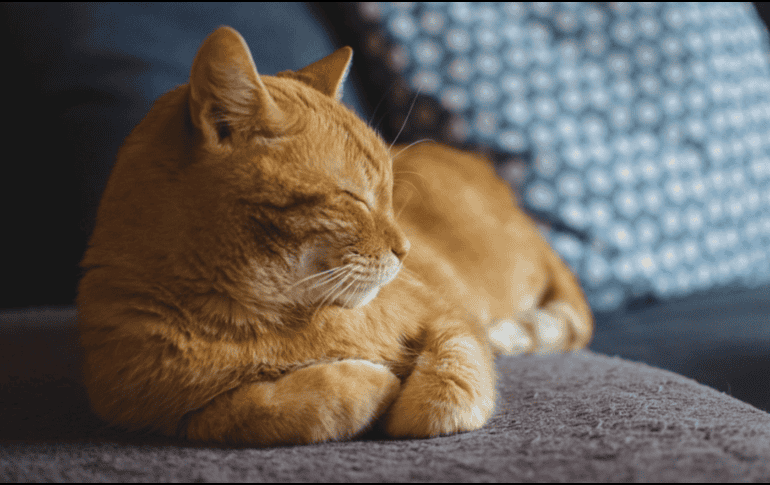 Sugerencias amigables con el medio ambiente para eliminar la pelusa de la ropa. PIXABAY