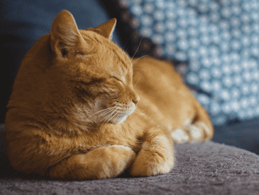 Sugerencias amigables con el medio ambiente para eliminar la pelusa de la ropa. PIXABAY