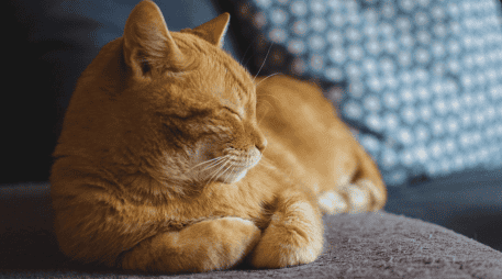 Sugerencias amigables con el medio ambiente para eliminar la pelusa de la ropa. PIXABAY