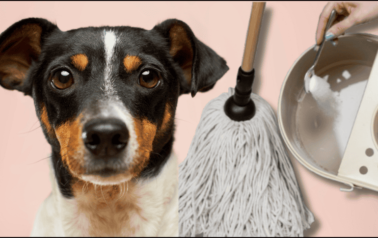 Para quitar el olor de orines de tu perro, solo basta con utilizar ingredientes que posiblemente tengas en tu hogar. UNSPLASH /  S. REFILLABLE CLEANING / UNSPLASH / VICTOR G