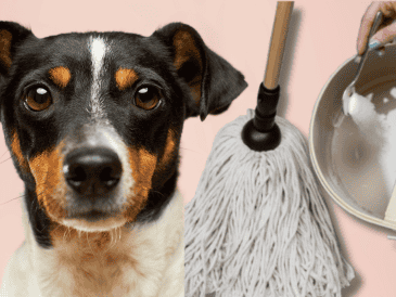 Para quitar el olor de orines de tu perro, solo basta con utilizar ingredientes que posiblemente tengas en tu hogar. UNSPLASH /  S. REFILLABLE CLEANING / UNSPLASH / VICTOR G