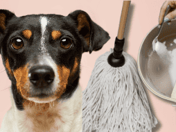 Para quitar el olor de orines de tu perro, solo basta con utilizar ingredientes que posiblemente tengas en tu hogar. UNSPLASH /  S. REFILLABLE CLEANING / UNSPLASH / VICTOR G