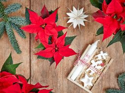 Descubre en dónde comprar Nochebuenas en la Ciudad de México. UNSPLASH / C. COWELL