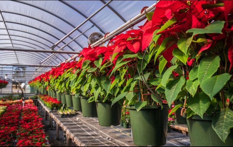 Mercados y viveros locales, la mejor opción para adquirir la flor emblemática de la Navidad.