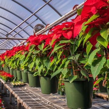 Mercados y viveros locales, la mejor opción para adquirir la flor emblemática de la Navidad.