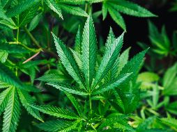 La cita para ser partícipe de este evento iniciará a las 04:20 pm. Unsplash