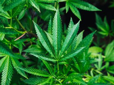 La cita para ser partícipe de este evento iniciará a las 04:20 pm. Unsplash