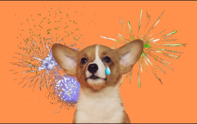 Son diversos los efectos negativos que la pirotecnia puede provocar en las mascotas, especialmente a los perros. UNSPLASH / A. NEE / UNSPLASH / P. MYRTORP / UNSPLASH / B. SOYKA