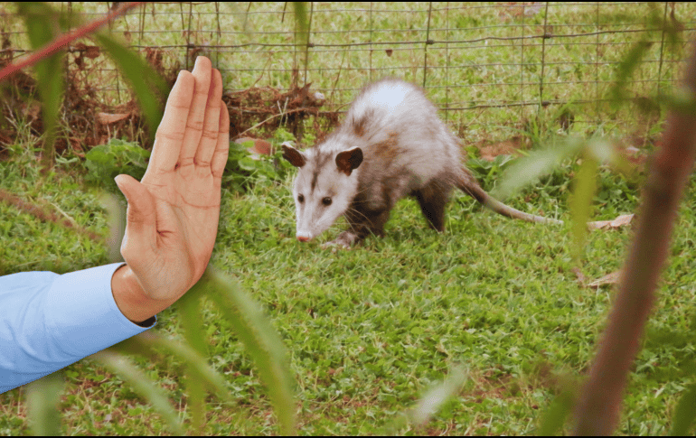 Es indispensable preservar la fauna silvestre, con la participación de población, autoridades y organizaciones. ESPECIAL / CANVA