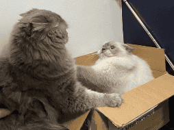 Su atracción por ellas es una combinación de instinto, comodidad y necesidad de controlar su entorno. CANVA