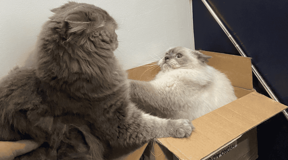 Su atracción por ellas es una combinación de instinto, comodidad y necesidad de controlar su entorno. CANVA