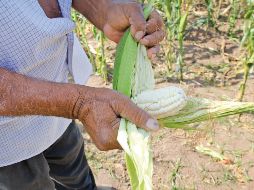 La ventanilla para registrarse en Jalisco estará abierta hasta el 31 de diciembre. SUN / ARCHIVO