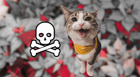 Si tu gato presenta daños por comer alguna flor es importante llevarlo al veterinario. UNSPLASH / J. PARK / SUN / ARCHIVO