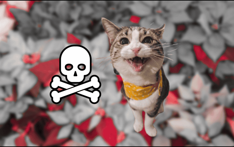 Si tu gato presenta daños por comer alguna flor es importante llevarlo al veterinario. UNSPLASH / J. PARK / SUN / ARCHIVO