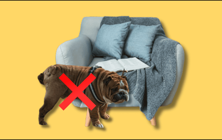 Para enseñar a tu perro a orinar en el lugar adecuado necesitarás de paciencia, dedicación y respeto para él. UNSPLASH  / S. ARTEAGA / UNSPLASH / M. CORONA