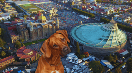 En la peregrinación del 12 de diciembre es común ver a personas caminar con sus mascotas, pero también a animales que quedan sin dueño o que son abandonados. ESPECIAL / CANVA
