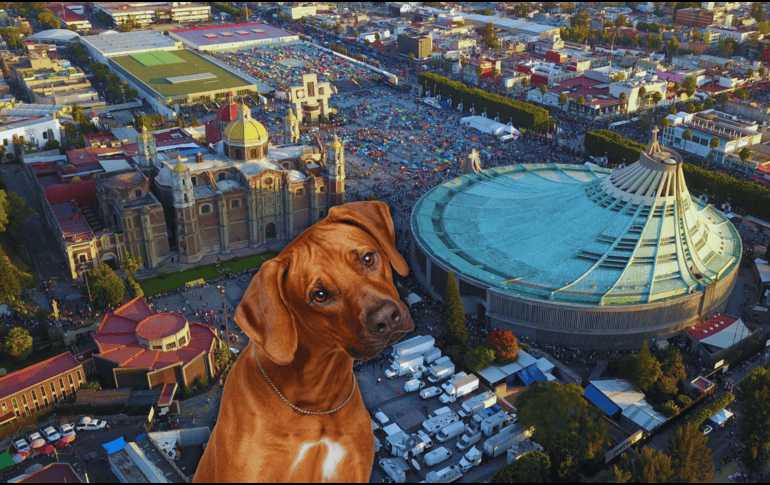 En la peregrinación del 12 de diciembre es común ver a personas caminar con sus mascotas, pero también a animales que quedan sin dueño o que son abandonados. ESPECIAL / CANVA