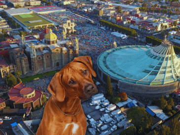 En la peregrinación del 12 de diciembre es común ver a personas caminar con sus mascotas, pero también a animales que quedan sin dueño o que son abandonados. ESPECIAL / CANVA