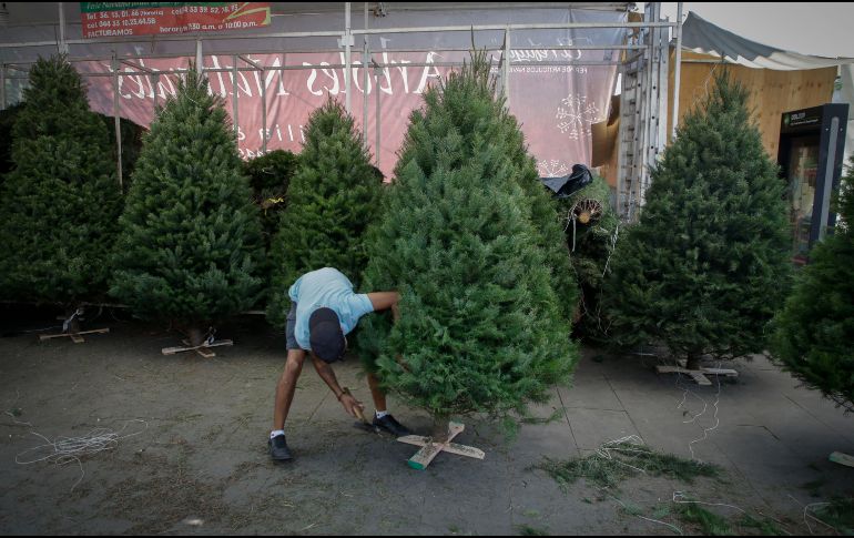 Esto cuesta un árbol de Navidad natural en GDL. EL INFORMADOR / ARCHIVO