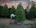Esto cuesta un árbol de Navidad natural en GDL. EL INFORMADOR / ARCHIVO