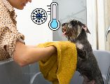 Durante los meses fríos, el baño continúa siendo parte fundamental de la higiene del perro. ESPECIAL / CANVA