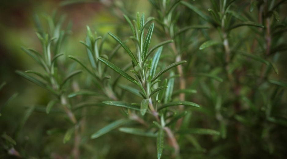 El romero posee propiedades antibacterianas y aromáticas. Unsplash