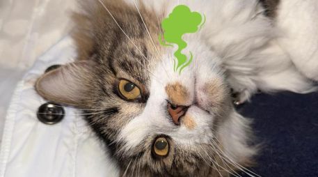 Esto puedes hacer si tu gato hace pipí fuera de su arenero para quitar el olor persistente. ESPECIAL