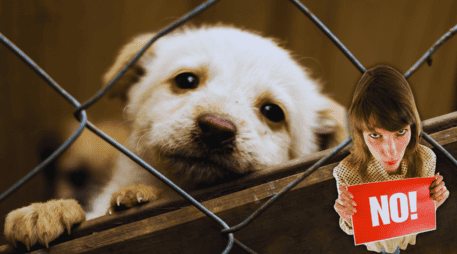 Estas modificaciones van en contra de la exhibición física de perros y gatos en cualquier tipo de estructura o mobiliario que no permita el movimiento o la expresión natural de su conducta. ESPECIAL / CANVA