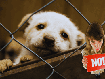 Estas modificaciones van en contra de la exhibición física de perros y gatos en cualquier tipo de estructura o mobiliario que no permita el movimiento o la expresión natural de su conducta. ESPECIAL / CANVA