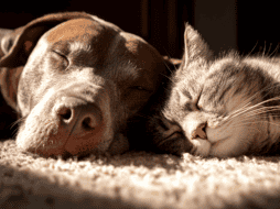 Los parásitos externos más comunes son los ácaros, las pulgas y las garrapatas, quienes se alojan en el pelaje de los animales y se alimentan de su sangre. ESPECIAL/Canva