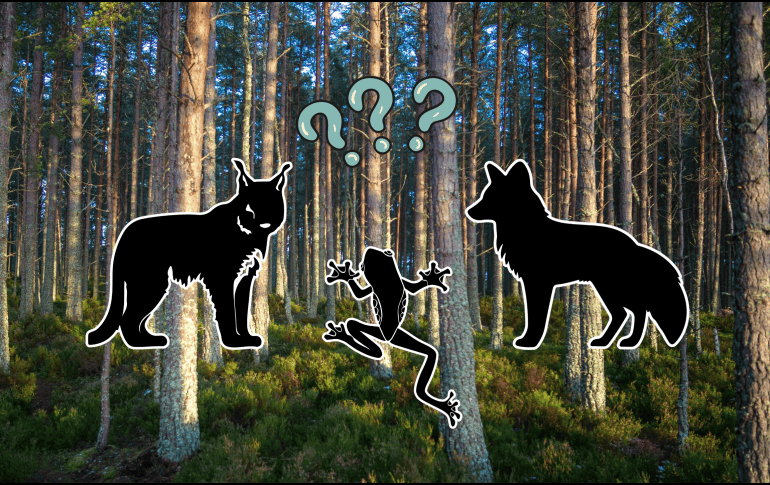 Gracias a esta adaptación al cambio climático, estos animales desempeñan al mismo tiempo muchos roles ecológicos. UNSPLASH / K. ALLEN