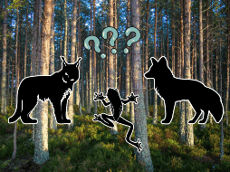 Gracias a esta adaptación al cambio climático, estos animales desempeñan al mismo tiempo muchos roles ecológicos. UNSPLASH / K. ALLEN