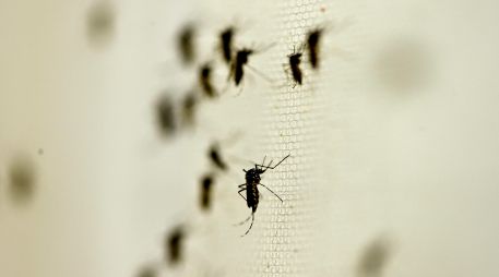 La región de la Península de Yucatán acumula cuatro contagios de chikungunya en lo que va del año. NTX/ARCHIVO