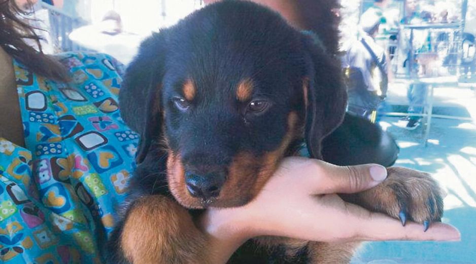 El Gobierno de Tlajomulco impulsa campañas de vacunación, esterilización y desparasitación para promover el bienestar animal y la salud pública. ESPECIAL