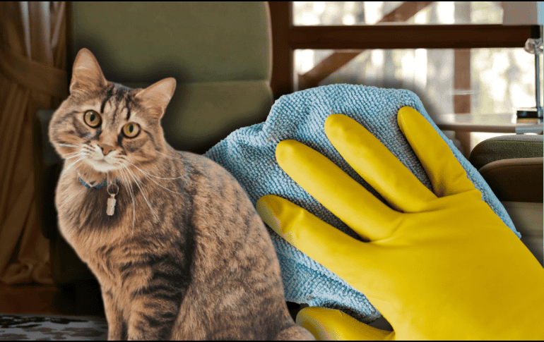 Si tu gato hace del baño fuera de su lugar, es importante no recurrir a limpiadores agresivos. ESPECIAL