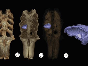 Parte de un cráneo fosilizado de mamífero con sedimentos en la cavidad dental que es un nido construido por una abeja prehistórica. EFE / L. Viñola