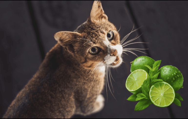 ¿Cómo los cítricos ayudan a eliminar el olor de orina de gato? UNSPLASH / A. PRATAMA