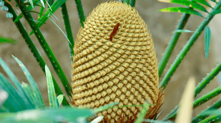 Antes de la aparición de los colores vibrantes y los aromas intensos de las flores modernas la vegetación utilizaba métodos físicos alternativos para asegurar su reproducción. CANVA