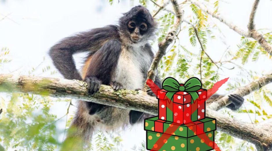 La Procuraduría recalcó que la extracción de fauna y flora silvestre tiene muchísimas implicaciones negativas para el individuo, su grupo y para su ecosistema. ESPECIAL / CONANP